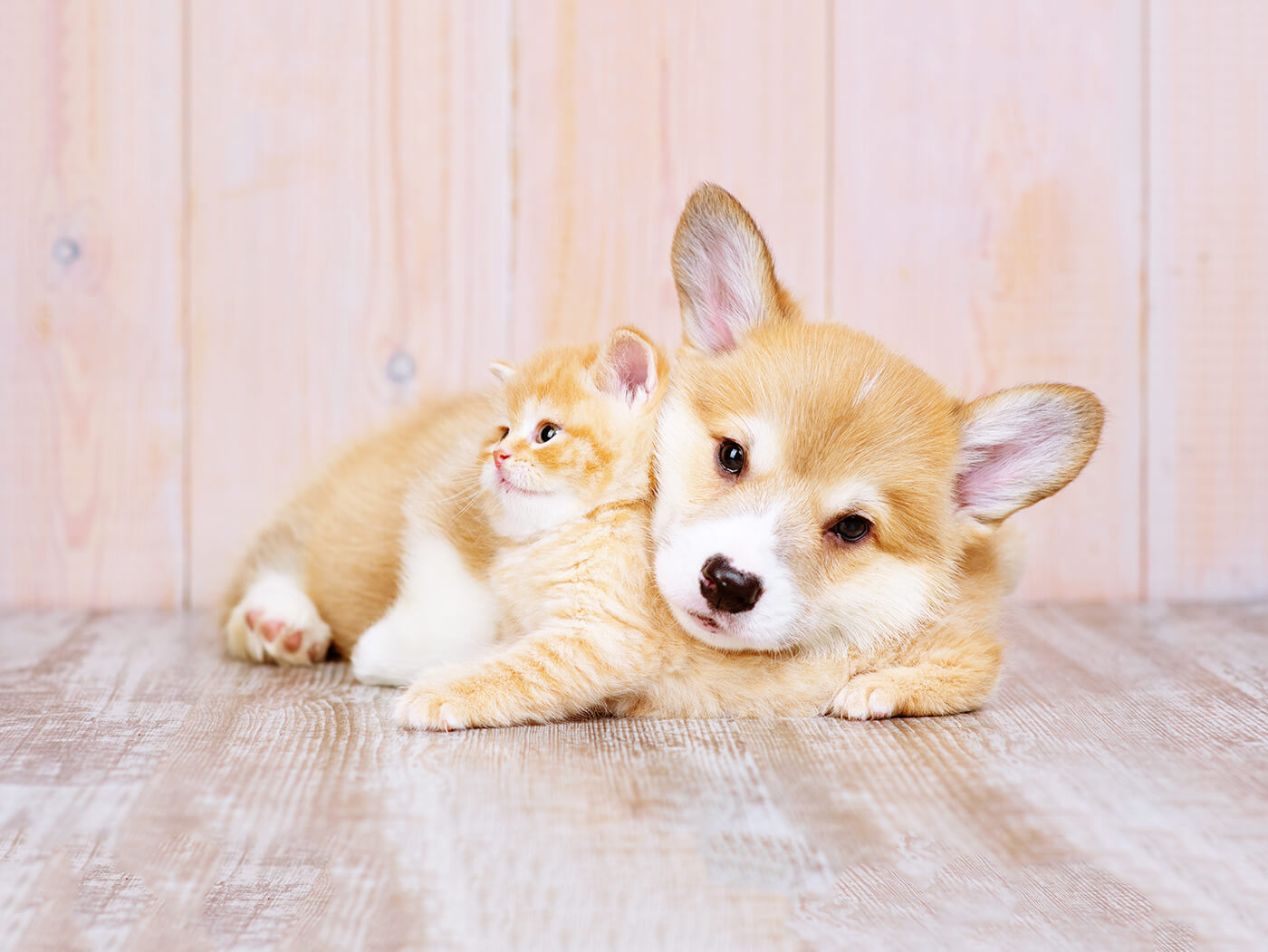 私たちについて画像