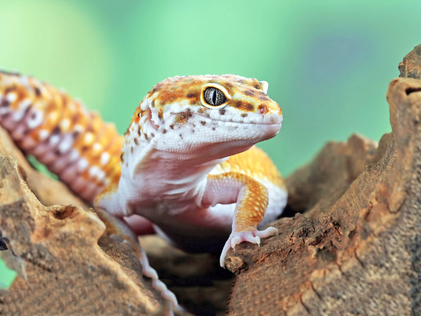 私たちについて画像